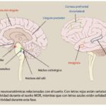 centros-cerebrales-y-sueno-mor