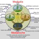 el-reloj-biologico-el-ciclo-nictemeral