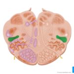 la-quimica-cerebral-y-el-sistema-reticular