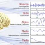 ondas-cerebrales-y-su-forma-segun-las-fases-del-sueno